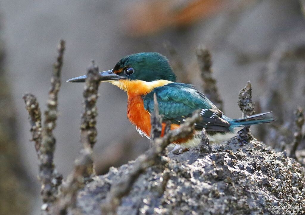 American Pygmy Kingfisher male adult