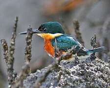 American Pygmy Kingfisher