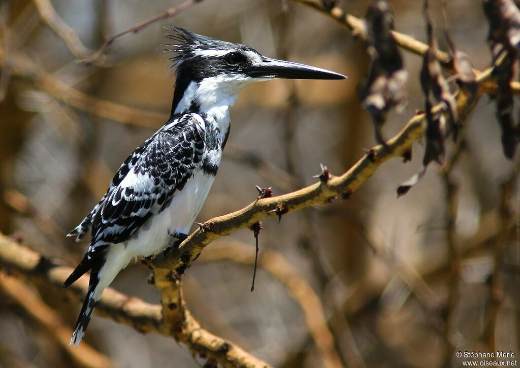 Pied Kingfisher male