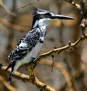 Pied Kingfisher