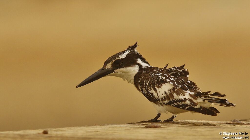 Pied Kingfisher