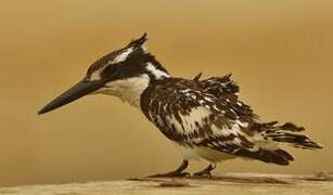 Pied Kingfisher