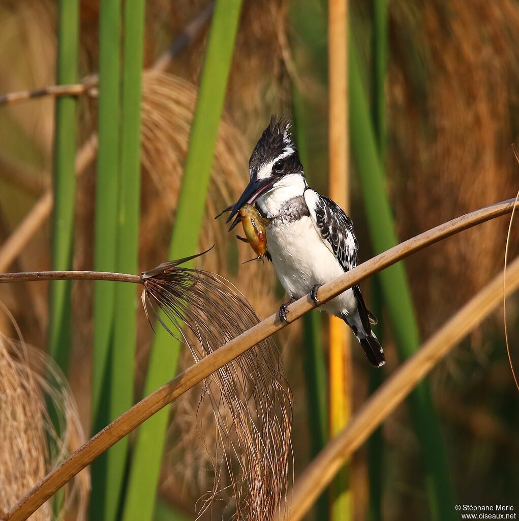 Pied Kingfisher female adult