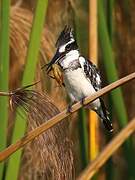 Pied Kingfisher