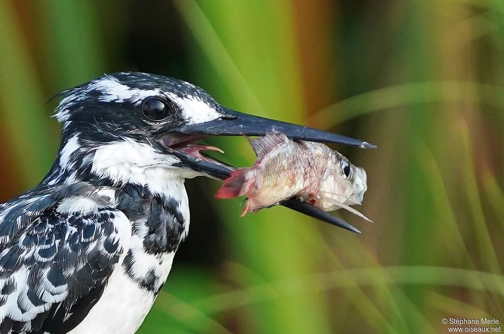 Pied Kingfisheradult