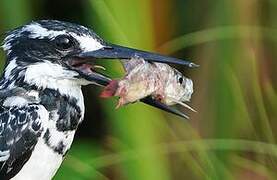 Pied Kingfisher