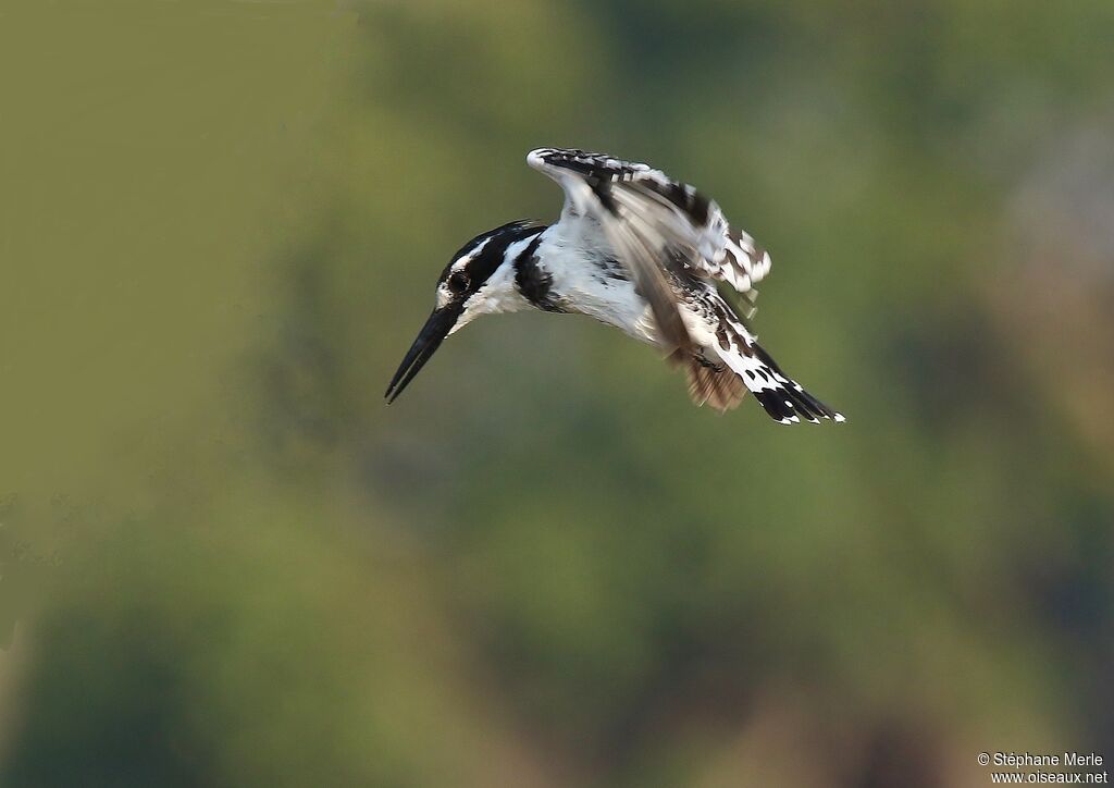 Pied Kingfisher female