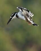 Pied Kingfisher