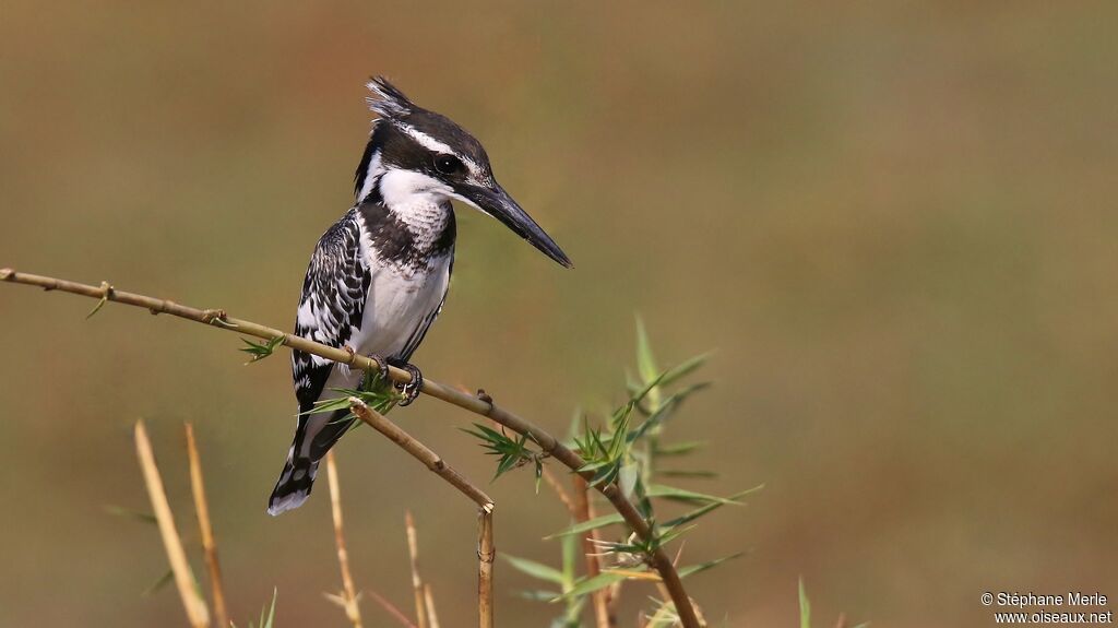 Pied Kingfisher female