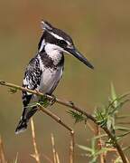 Pied Kingfisher