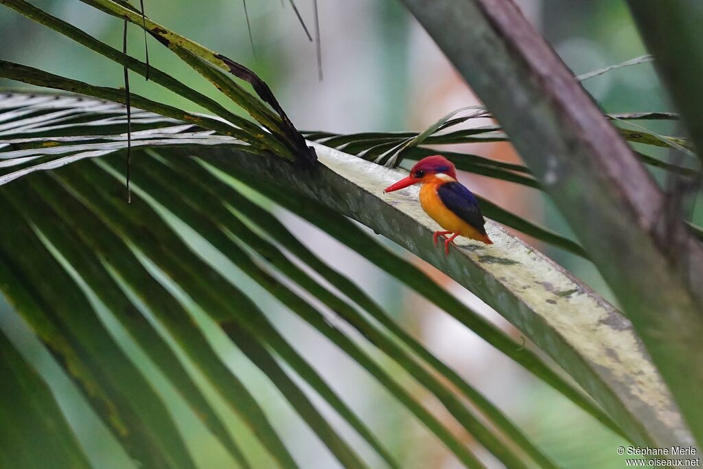 Black-backed Dwarf Kingfisheradult