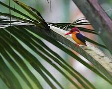 black-backed kingfisher