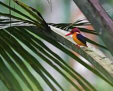 Black-backed Dwarf Kingfisher