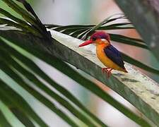 Oriental Dwarf Kingfisher