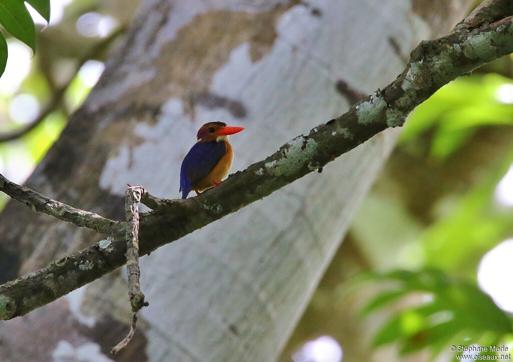 African Pygmy Kingfisher