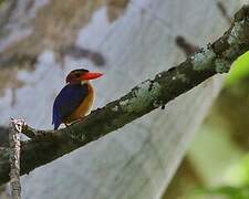 African Pygmy Kingfisher