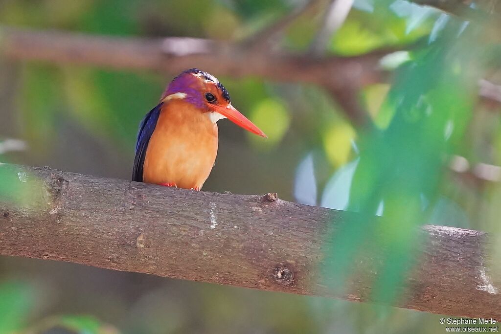 African Pygmy Kingfisheradult