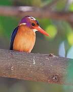 African Pygmy Kingfisher