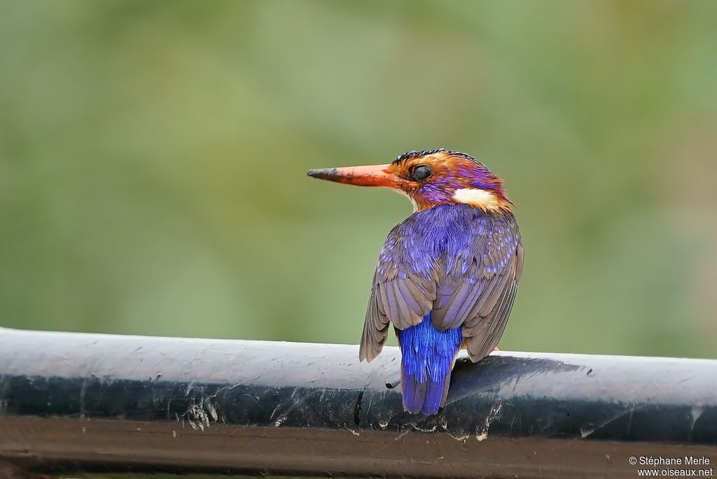 African Pygmy Kingfisheradult