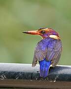 African Pygmy Kingfisher