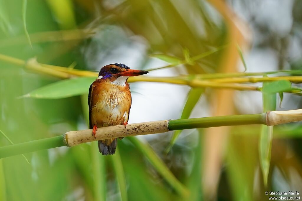 African Pygmy Kingfisheradult