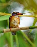 African Pygmy Kingfisher