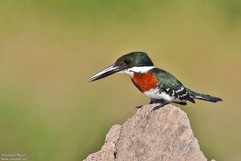 Martin-pêcheur vert mâle adulte, identification