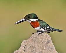 Green Kingfisher