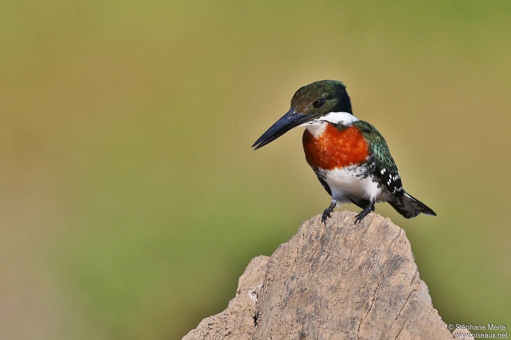 Green Kingfisher male adult