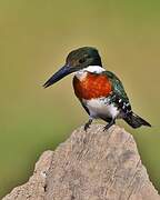 Green Kingfisher