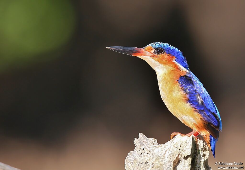 Malagasy Kingfisheradult