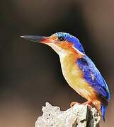 Malagasy Kingfisher