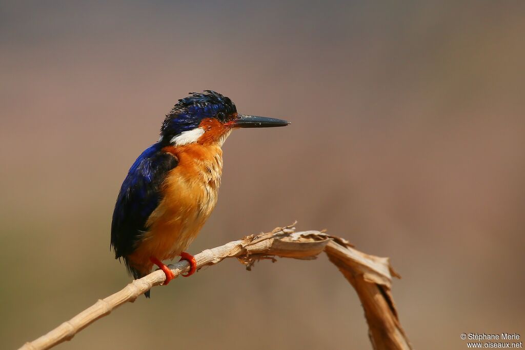 Malagasy Kingfisheradult