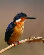 Malagasy Kingfisher