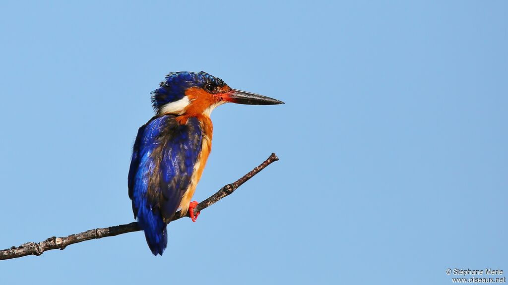 Malagasy Kingfisher