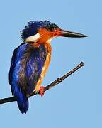 Malagasy Kingfisher