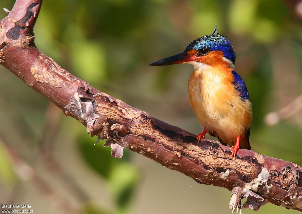 Malagasy Kingfisheradult, Behaviour