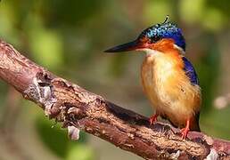 Malagasy Kingfisher