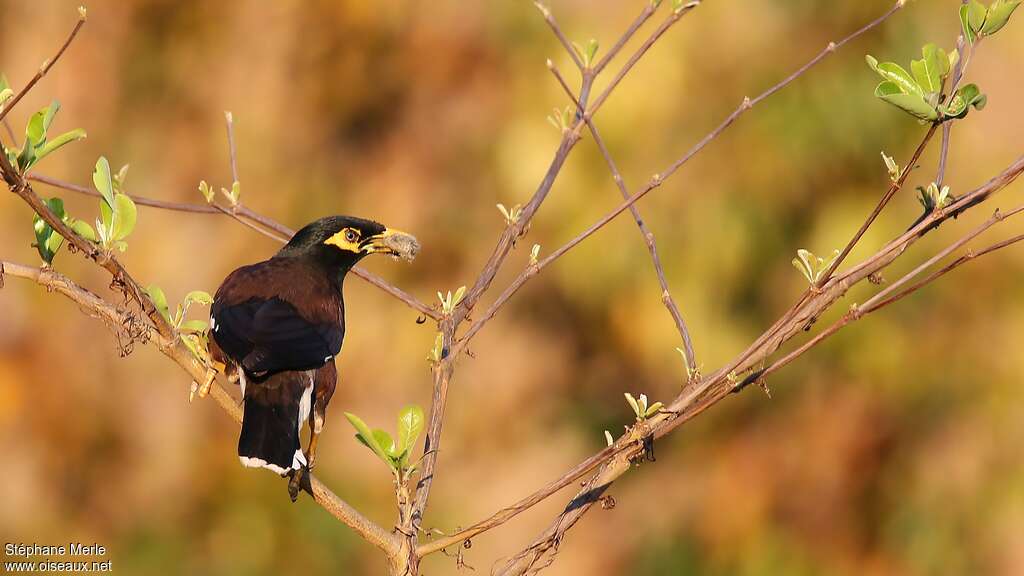 Common Mynaadult, eats