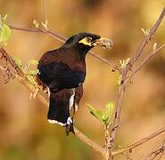 Common Myna