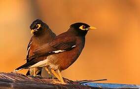 Common Myna