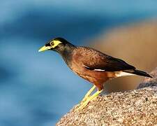 Common Myna