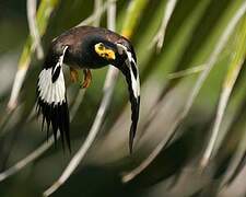 Common Myna