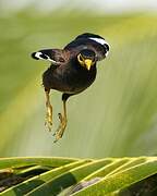 Common Myna
