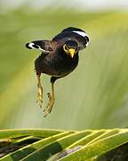 Common Myna