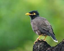 Common Myna