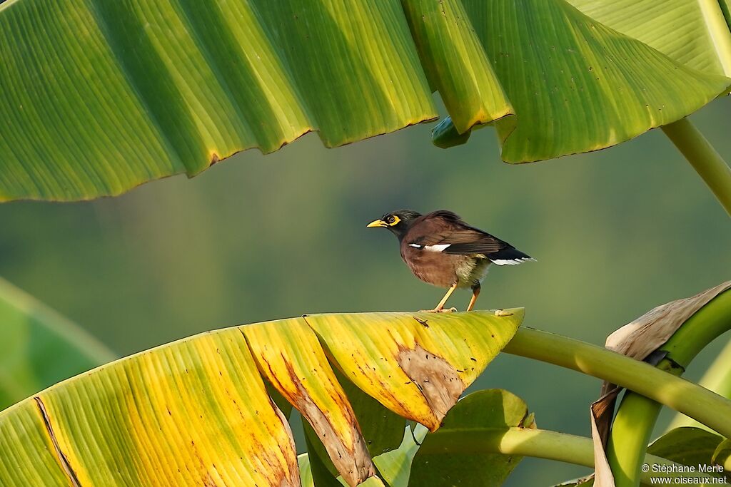 Common Mynaadult