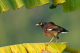 Common Myna