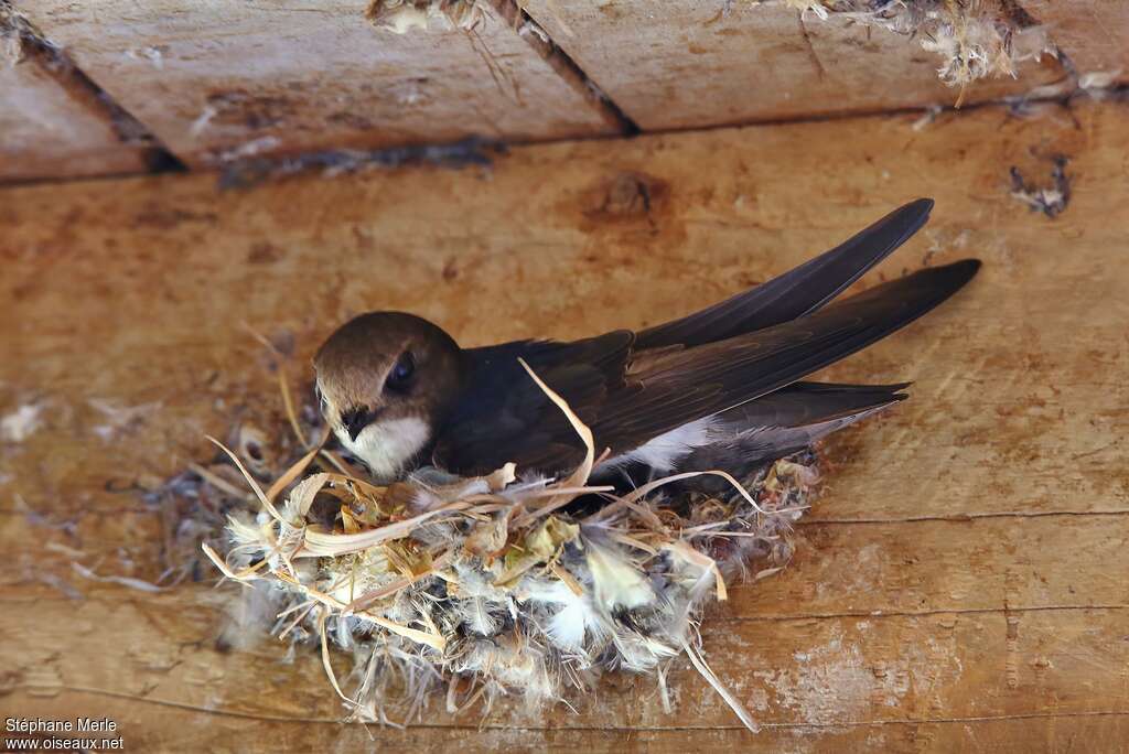 Little Swiftadult, identification