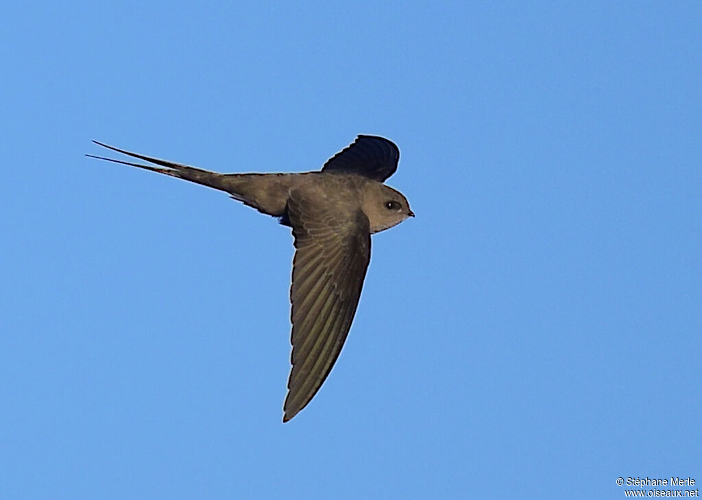 African Palm Swiftadult